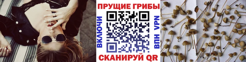 Псилоцибиновые грибы ЛСД  shop Telegram  Пласт 